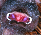 Red-faced Pytilia, Rotmaskenastrild, , Aurora de face vermelha, (Pytilia hypogrammica), astrild rudočelý, Rødmasket Astrild,  Pinzón de Alas Amarillas,   keltasiipipeippo, Beaumarquet à ailes jaunes, Astro facciarossa, kibanebijosuzume, キバネビジョスズメ, Roodmasker-astrild, melba czerwonolica,   pytília cervenocelá