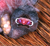 Red-faced Pytilia, Rotmaskenastrild, , Aurora de face vermelha, (Pytilia hypogrammica), astrild rudočelý, Rødmasket Astrild,  Pinzón de Alas Amarillas,   keltasiipipeippo, Beaumarquet à ailes jaunes, Astro facciarossa, kibanebijosuzume, キバネビジョスズメ, Roodmasker-astrild, melba czerwonolica,   pytília cervenocelá