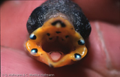 Gallery mouthmarkings