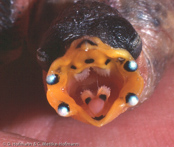 Red-headed Parrotfinch, Bicolor, Rotköpfige Papageiamadine, (Erythrura psittacea),Pássaro bicolor, amada červenohlavá, Rødhovedet Papegøjeamadine, Pinzón Loro de Garganta Roja,   uudenkaledonianparatiisipeippo, Diamant psittaculaire, Diamante pappagallo,  hinomaruchou, ヒノマルチョウ, Roodkop-papegaaiamadine, papuzik czerwonolicy,   Красноголовая попугайная амадина, amada papagájcia