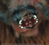 Schlegels Twinspot, Pintadinho-verde, Schlegels Tropfenastrild, ( Mandingoa nitidula schlegeli), West African Green-backed, Green Twinspot,   Pinzón Dos Puntos de Lomo Verde,   Sénégali vert, Mandingo bimaculato