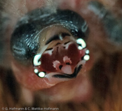 Schlegels Twinspot, Pintadinho-verde, Schlegels Tropfenastrild, ( Mandingoa nitidula schlegeli), West African Green-backed, Green Twinspot,   Pinzón Dos Puntos de Lomo Verde,   Sénégali vert, Mandingo bimaculato