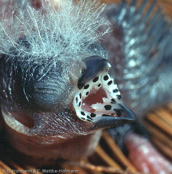 Strawberry finch, Bico-de-cera,Tigerfink, (Amandava amandava), Bengali-vermelho, Tüpfelastrild, tygříček tečkovaný, Tigerfinke, Bengalí Rojo,  punatiikeripeippo, Bengali rouge, Tígurstrildi, Bengalino comune, benisuzume,   ベニスズメ, Tijgervink, bengalik czerwony,  Тигровый астрильд,   amandava bodkovaná,Röd tigerfink