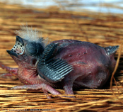Strawberry finch, Bico-de-cera,Tigerfink, (Amandava amandava), Bengali-vermelho, Tüpfelastrild, tygříček tečkovaný, Tigerfinke, Bengalí Rojo,  punatiikeripeippo, Bengali rouge, Tígurstrildi, Bengalino comune, benisuzume,   ベニスズメ, Tijgervink, bengalik czerwony,  Тигровый астрильд,   amandava bodkovaná,Röd tigerfink