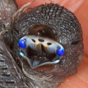 Violet ear, Common Grenadier,  Granatina, Granatastrild, (Uraeginthus granatina),  Granadero Común,  orvokkipeippo,   Cordonbleu grenadin,   Garantino comune,   tokiwasuzume,   トキワスズメ, Granaatastrild, motylik fioletowouchy, Monsenhor,  Гранатовый астрильд, motýlik granátový