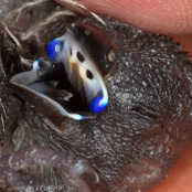 Violet ear, Common Grenadier,  Granatina, Granatastrild, (Uraeginthus granatina),  Granadero Común,  orvokkipeippo,   Cordonbleu grenadin,   Garantino comune,   tokiwasuzume,   トキワスズメ, Granaatastrild, motylik fioletowouchy, Monsenhor,  Гранатовый астрильд, motýlik granátový