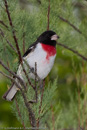 Buntings, cardinals, waxwing, Tanagers