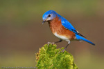 Eastern Bluebird - Sialis sialis