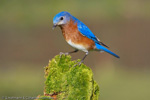 Eastern Bluebird - Sialis sialis