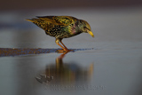 Starling, Star, Estorinho-malhado, (Sturnus ulgaris)