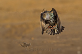 Starling, Star, Estorinho-malhado, (Sturnus ulgaris)