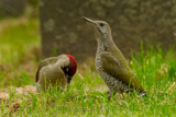 Grünspecht, Green Woodpecker, Picus viridis