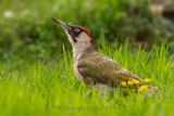 Grünspecht, Green Woodpecker, Picus viridis