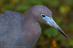 Herons