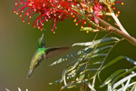 Hummingbirds