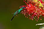 Hummingbirds