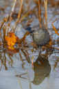 Rusty Blackbird - Roststärling - (Euphagus carolinus)