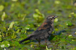 Rusty Blackbird - Roststärling - (Euphagus carolinus)