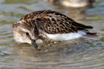 Shorebirds