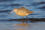 Shorebirds