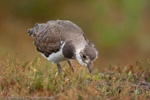 Shorebirds